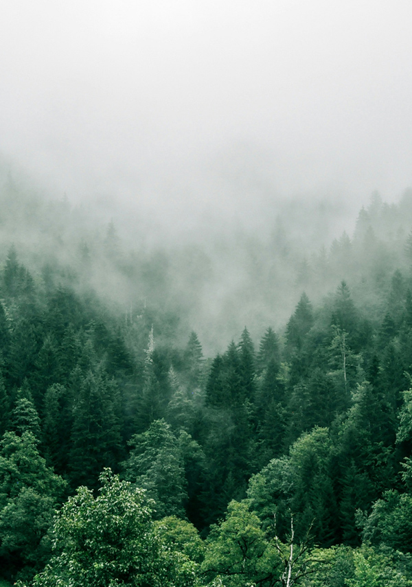 Reducing Emissions and Raising Value Through Indonesia’s Carbon Trading